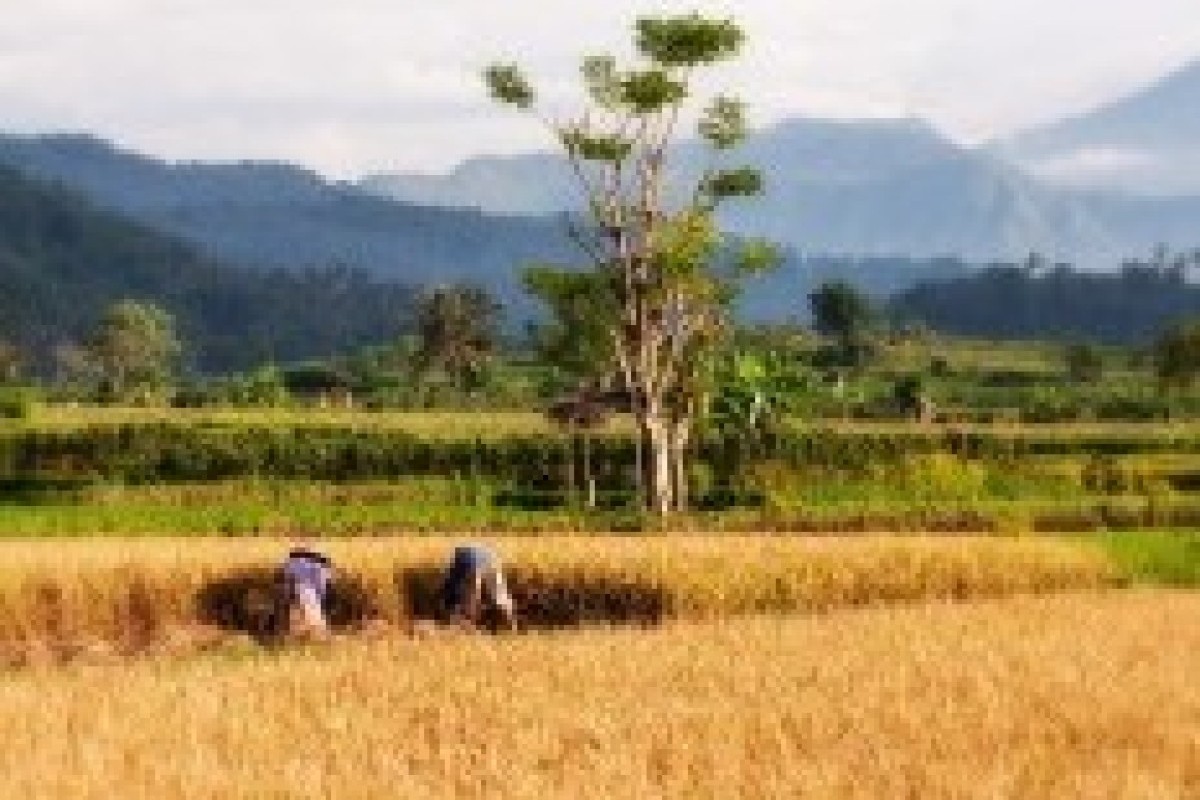 Cara Mendapatkan Pupuk Subsidi Untuk Petani Padi, Jagung, Kedelai, Bawang Merah, Bawang Putih, Cabai, Kakao, Tebu, dan Kopi