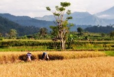 Cara Mendapatkan Pupuk Subsidi Untuk Petani Padi, Jagung, Kedelai, Bawang Merah, Bawang Putih, Cabai, Kakao, Tebu, dan Kopi